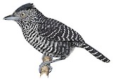 Lined Antshrike Illustration