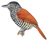 Chestnut-backed Antshrike Illustration