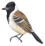 Collared Antshrike Illustration