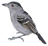 Black-crowned Antshrike Illustration