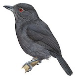 Plain-winged Antshrike Illustration