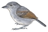 Mouse-colored Antshrike Illustration