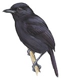 Cocha Antshrike Illustration