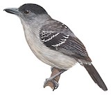 Blackish-grey Antshrike Illustration