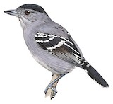 Northern Slaty Antshrike Illustration