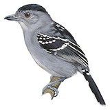 Natterer's Slaty Antshrike Illustration