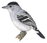 Planalto Slaty Antshrike Illustration