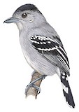 Sooretama Slaty Antshrike Illustration