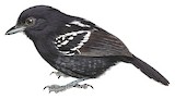 Variable Antshrike Illustration