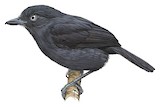 Uniform Antshrike Illustration