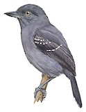 Upland Antshrike Illustration