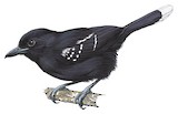 Band-tailed Antshrike Illustration