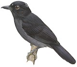 Acre Antshrike Illustration