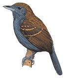 Speckled Antshrike Illustration