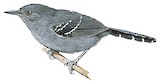 Rio de Janeiro Antbird Illustration