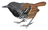 Southern Chestnut-tailed Antbird Illustration