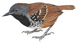 Northern Chestnut-tailed Antbird Illustration