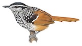 Rufous-tailed Antbird Illustration