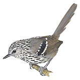 Dusky-tailed Antbird Illustration