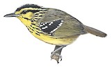 Yellow-browed Antbird Illustration