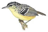 Yellow-breasted Warbling Antbird Illustration