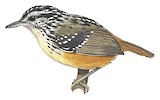 Imeri Warbling Antbird Illustration