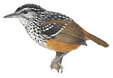 Peruvian Warbling Antbird Illustration