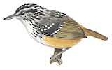 Rondonia Warbling Antbird Illustration