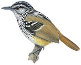 Manicore Warbling Antbird Illustration