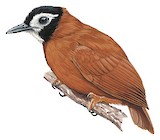 White-masked Antbird Illustration