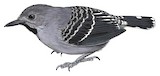 Xingu Scale-backed Antbird Illustration