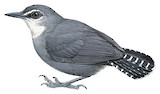 White-throated Antbird Illustration