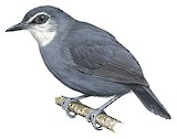 Lunulated Antbird Illustration