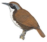 Bicolored Antbird Illustration