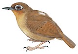 Rufous-throated Antbird Illustration