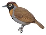 Harlequin Antbird Illustration