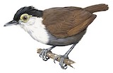 White-breasted Antbird Illustration