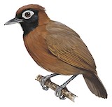 Chestnut-crested Antbird Illustration