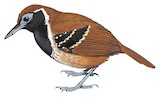 Ferruginous-backed Antbird Illustration