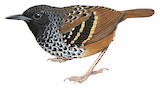 Scalloped Antbird Illustration