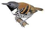 Spotted Antbird Illustration