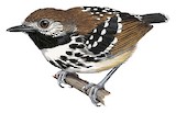 Dot-backed Antbird Illustration