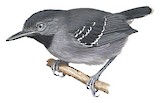 Black-chinned Antbird Illustration