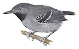 Band-tailed Antbird Illustration