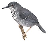 Silvered Antbird Illustration