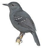 Roraiman Antbird Illustration