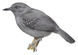 Slate-colored Antbird Illustration