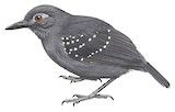 Plumbeous Antbird Illustration