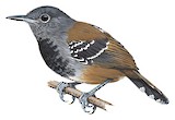 Grey-headed Antbird Illustration