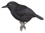 Stub-tailed Antbird Illustration